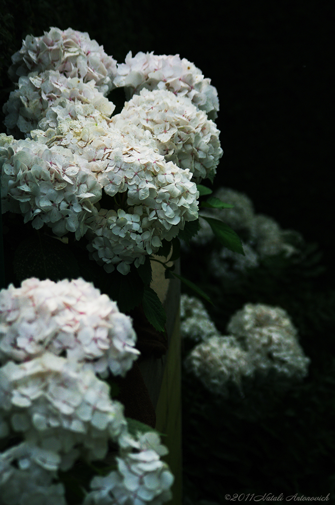 Album "Bild ohne Titel" | Fotografiebild "Blumen" von Natali Antonovich im Sammlung/Foto Lager.