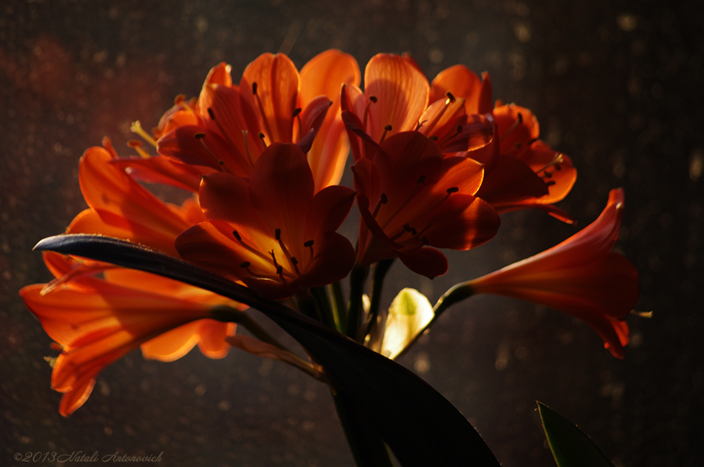 Album  "Image without title" | Photography image "Flowers" by Natali Antonovich in Photostock.