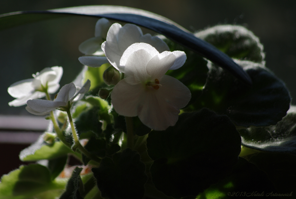 Album "Bild ohne Titel" | Fotografiebild "Blumen" von Natali Antonovich im Sammlung/Foto Lager.