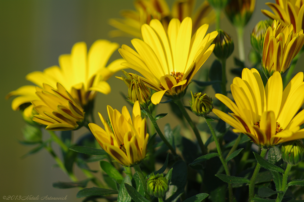 Album "Bild ohne Titel" | Fotografiebild "Blumen" von Natali Antonovich im Sammlung/Foto Lager.