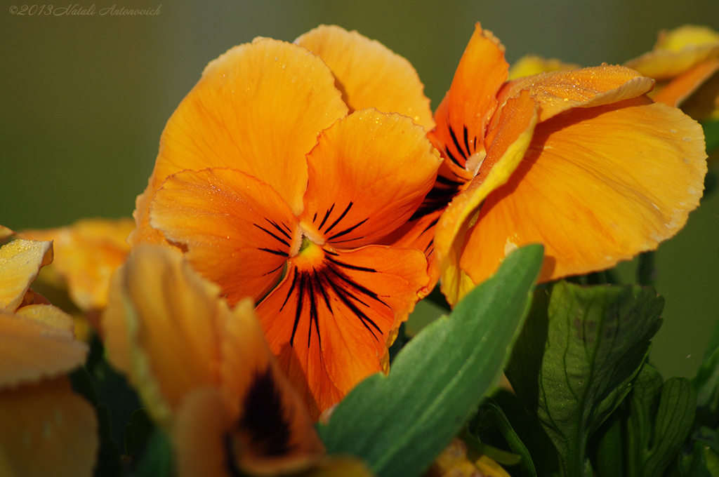 Album  "Image without title" | Photography image "Flowers" by Natali Antonovich in Photostock.