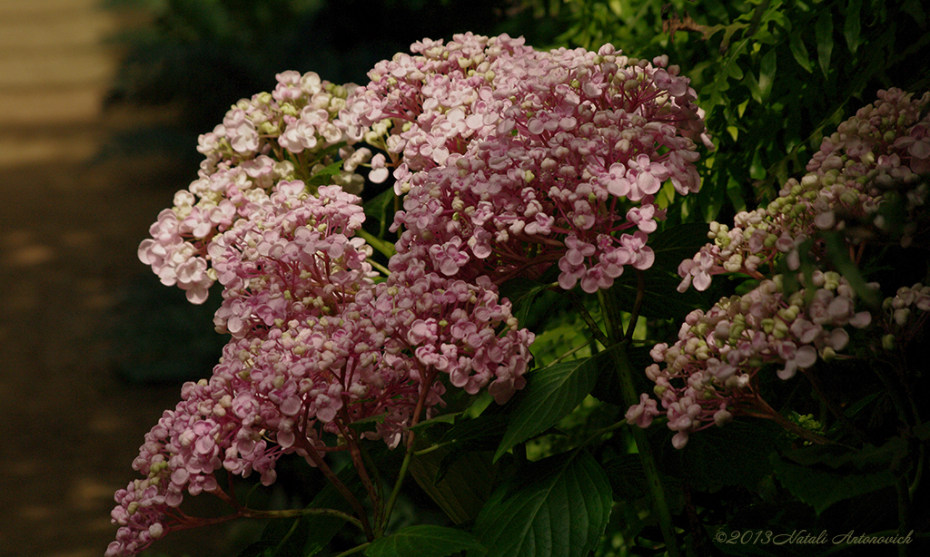 Album "Bild ohne Titel" | Fotografiebild "Blumen" von Natali Antonovich im Sammlung/Foto Lager.