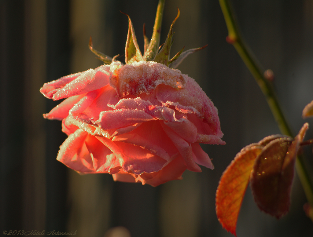 Album "Bild ohne Titel" | Fotografiebild "Blumen" von Natali Antonovich im Sammlung/Foto Lager.