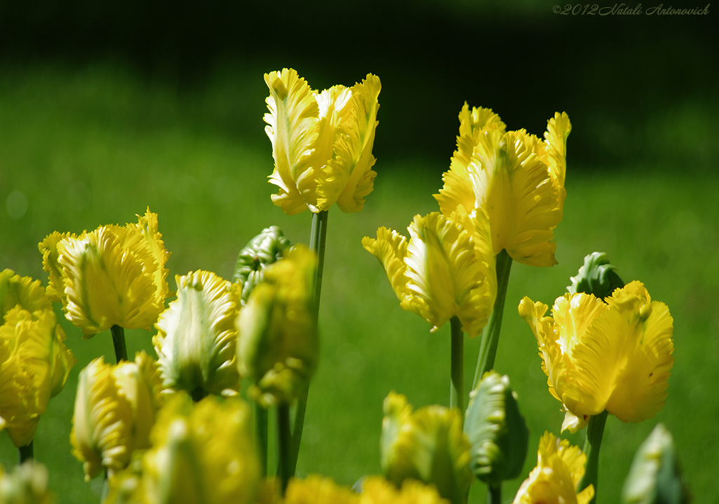 Album "Bild ohne Titel" | Fotografiebild "Blumen" von Natali Antonovich im Sammlung/Foto Lager.