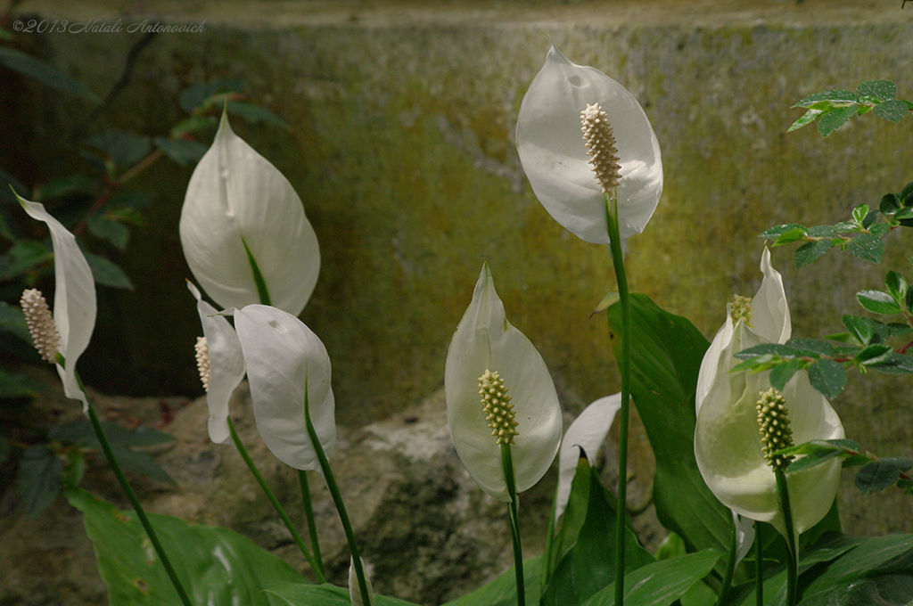 Album "Bild ohne Titel" | Fotografiebild "Blumen" von Natali Antonovich im Sammlung/Foto Lager.