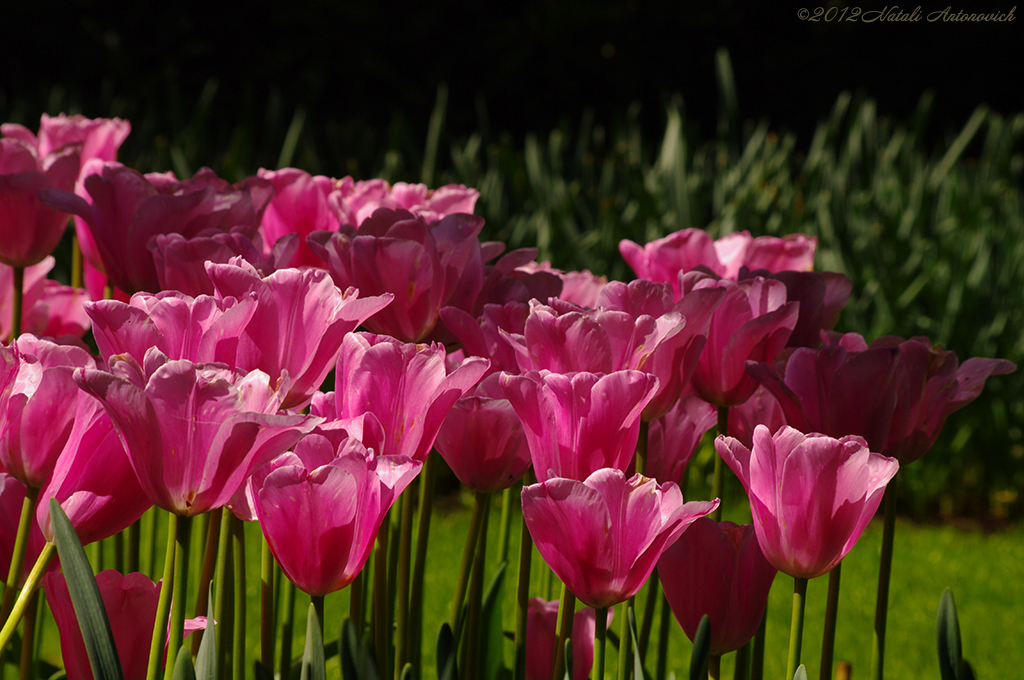 Album  "Image without title" | Photography image " Spring" by Natali Antonovich in Photostock.