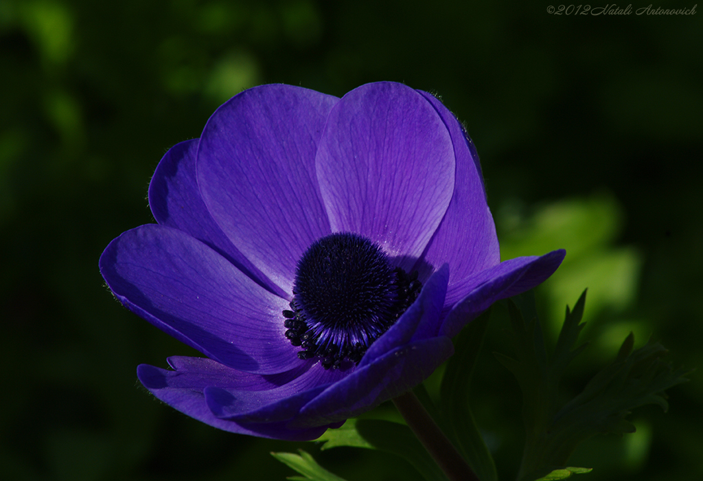 Album  "Image without title" | Photography image "Flowers" by Natali Antonovich in Photostock.