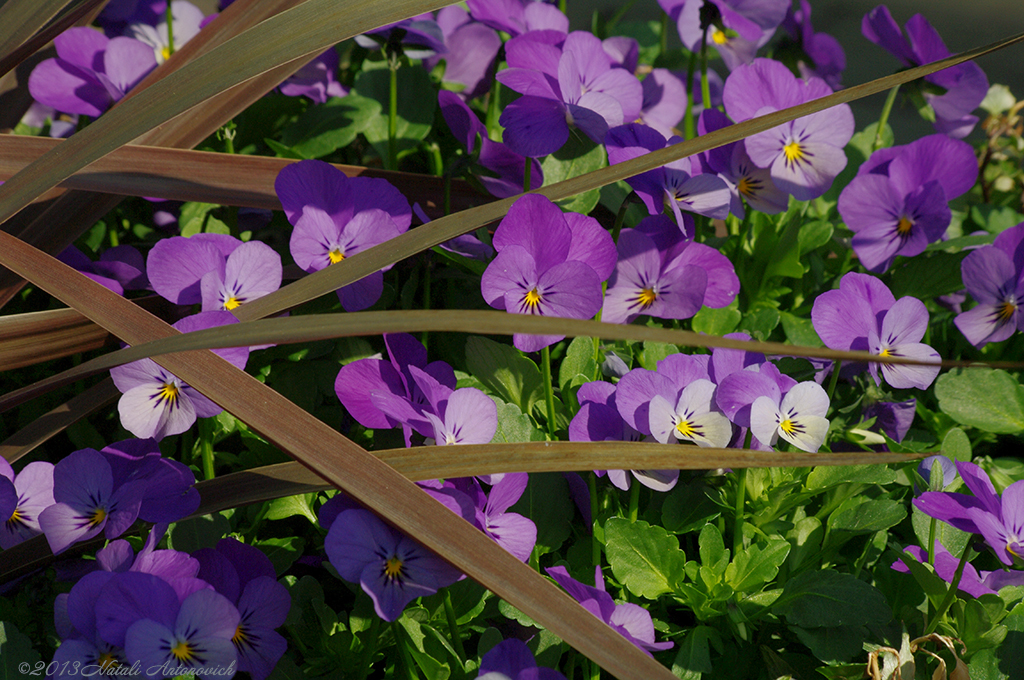 Album "Bild ohne Titel" | Fotografiebild "Blumen" von Natali Antonovich im Sammlung/Foto Lager.