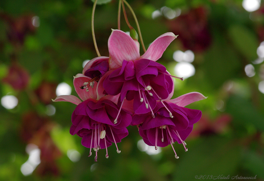 Image de photographie "Image sans titre" de Natali Antonovich | Photostock.