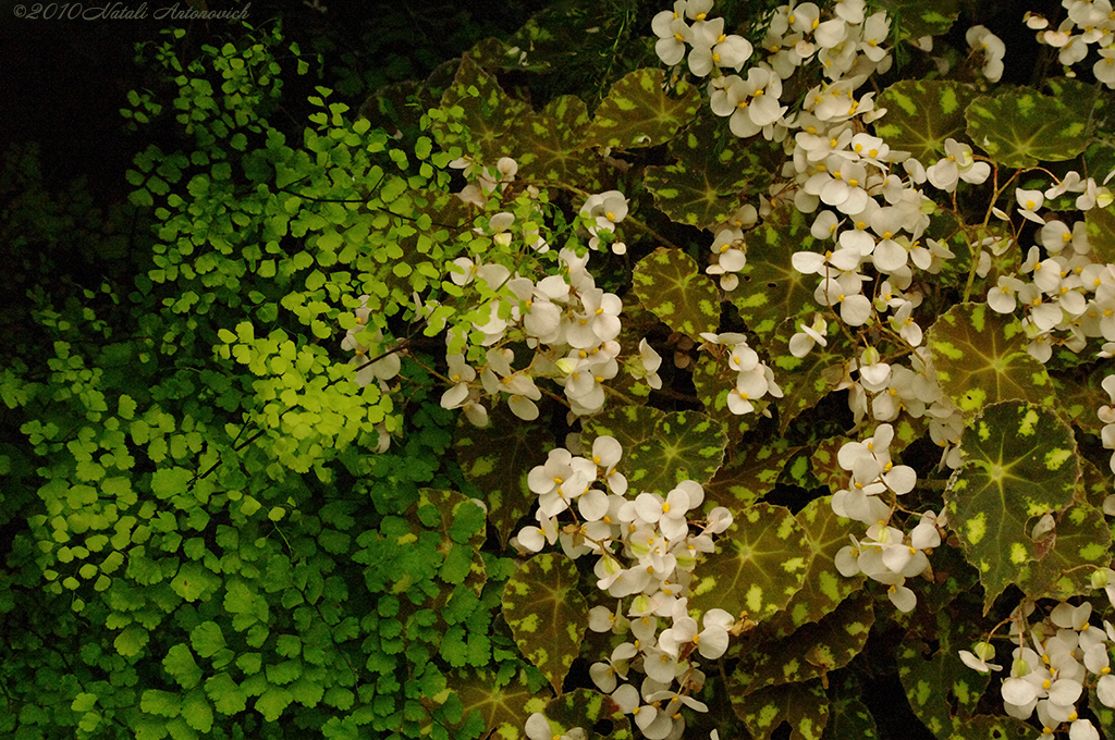 Album "Bild ohne Titel" | Fotografiebild "Blumen" von Natali Antonovich im Sammlung/Foto Lager.