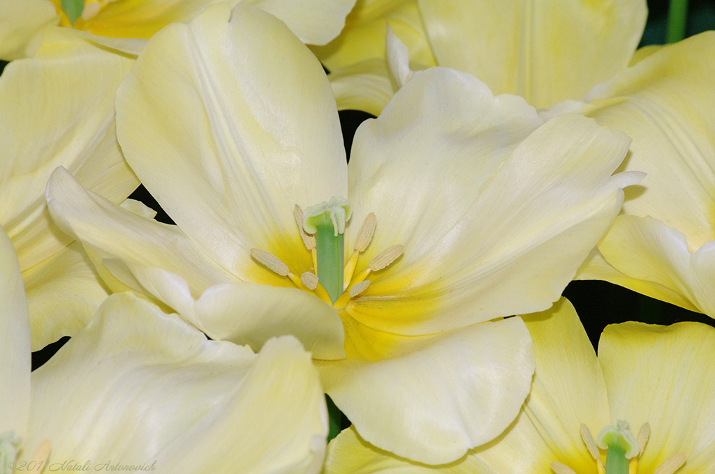 Album "Bild ohne Titel" | Fotografiebild "Blumen" von Natali Antonovich im Sammlung/Foto Lager.