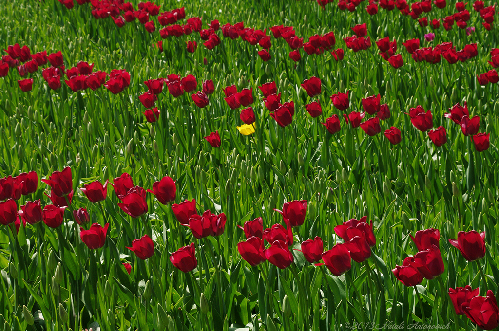 Album "Bild ohne Titel" | Fotografiebild "Blumen" von Natali Antonovich im Sammlung/Foto Lager.