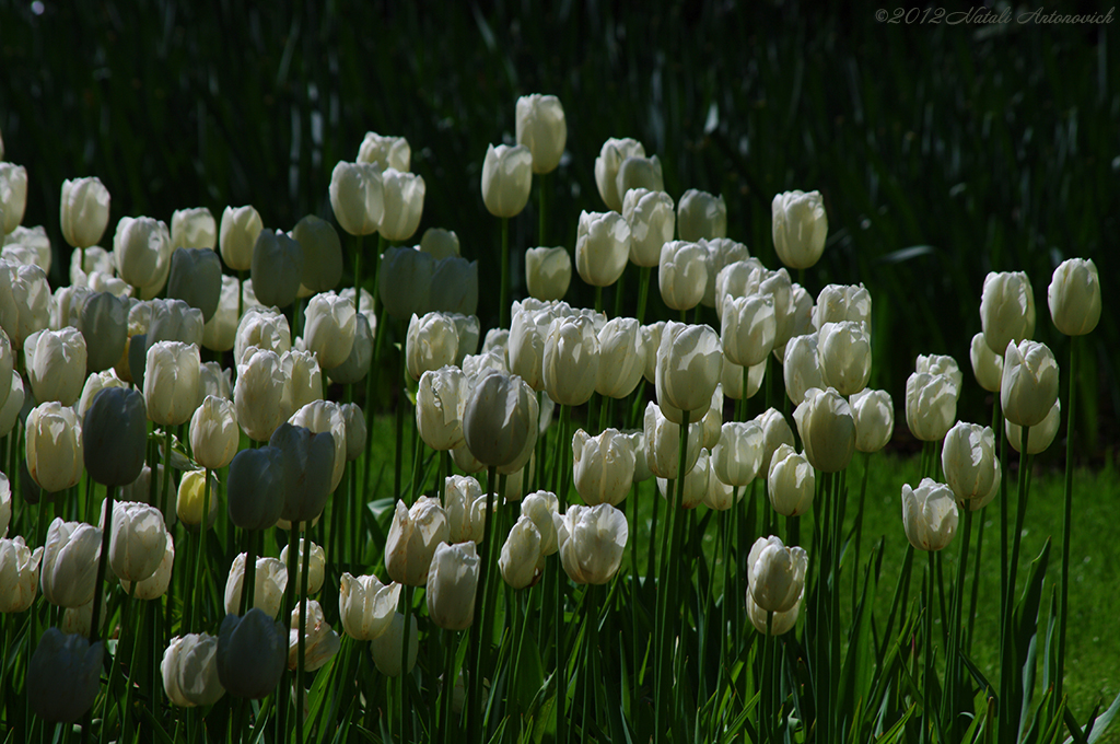 Album  "Image without title" | Photography image "Flowers" by Natali Antonovich in Photostock.