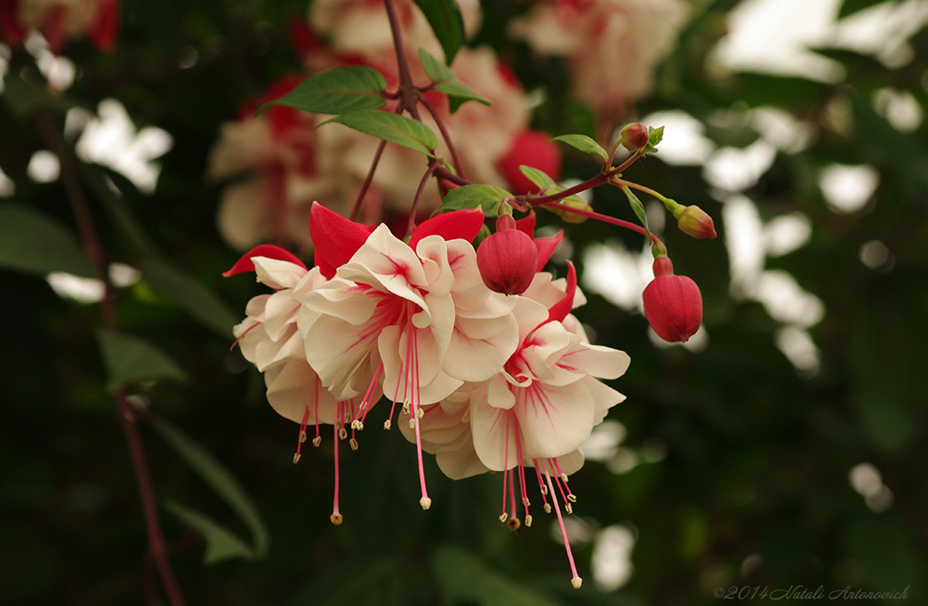 Album "Bild ohne Titel" | Fotografiebild "Blumen" von Natali Antonovich im Sammlung/Foto Lager.