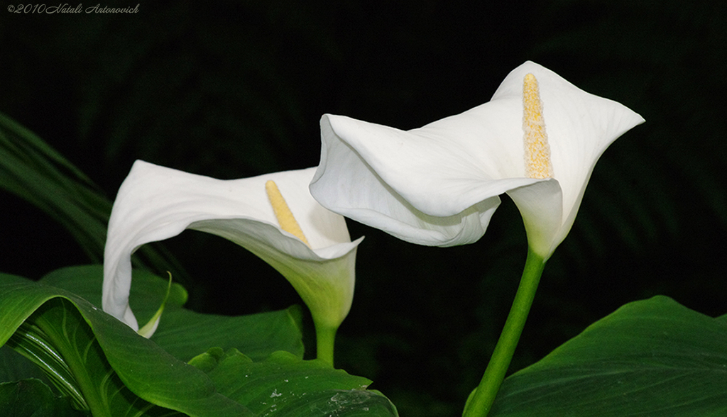 Album "Bild ohne Titel" | Fotografiebild "Blumen" von Natali Antonovich im Sammlung/Foto Lager.