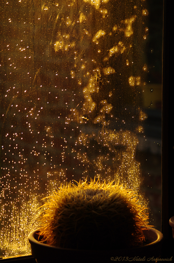 Photography image "Image without title" by Natali Antonovich | Photostock.