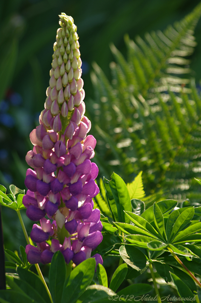 Album  "Image without title" | Photography image "Flowers" by Natali Antonovich in Photostock.