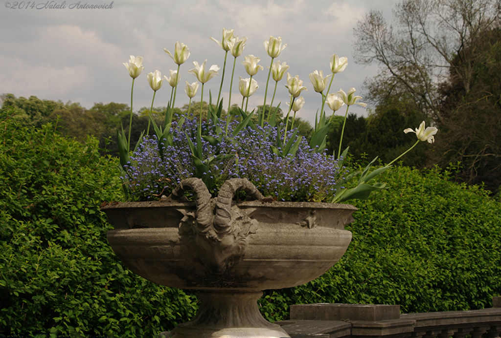 Album "Bild ohne Titel" | Fotografiebild "Blumen" von Natali Antonovich im Sammlung/Foto Lager.