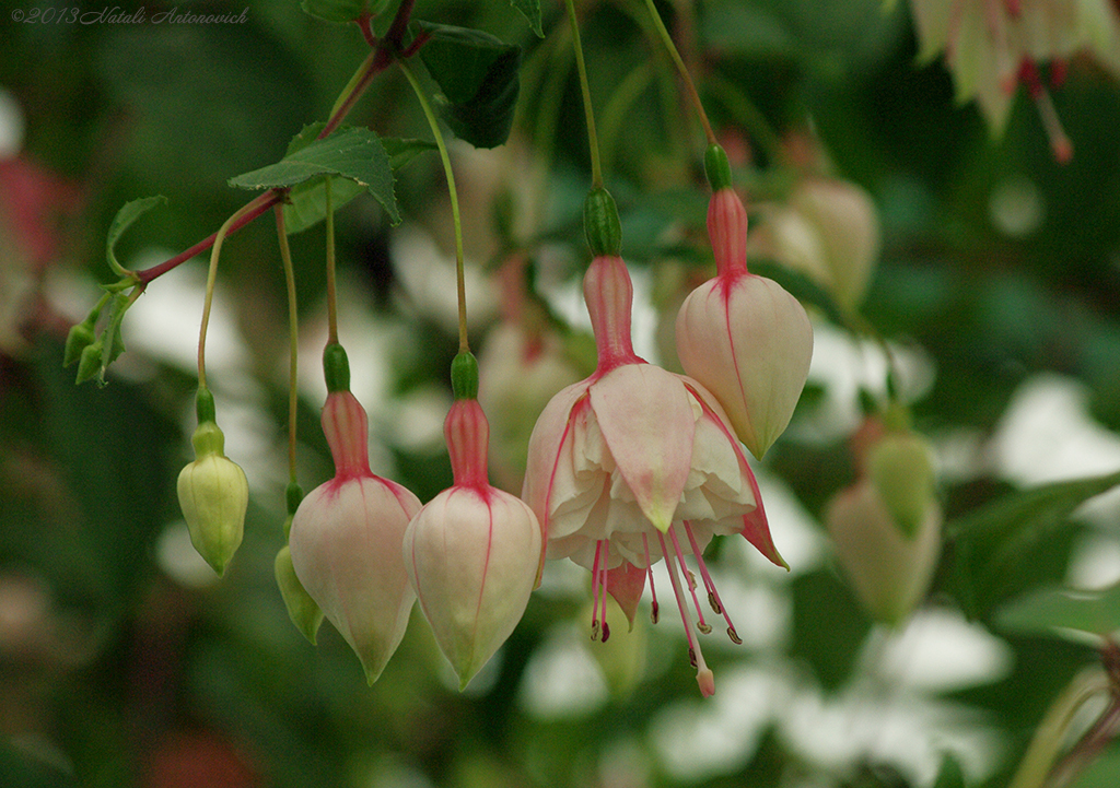 Album "Bild ohne Titel" | Fotografiebild "Blumen" von Natali Antonovich im Sammlung/Foto Lager.