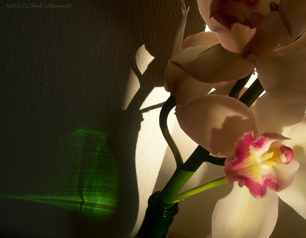 Album "Image sans titre" | Image de photographie "Orchidées" de Natali Antonovich en photostock.
