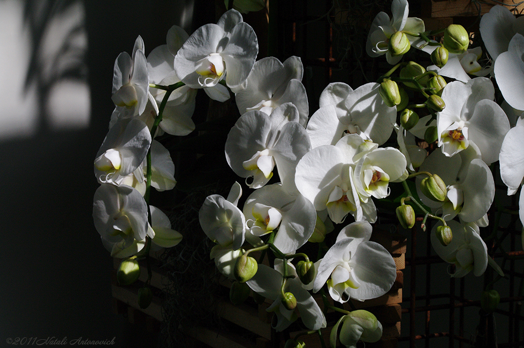 Album "Bild ohne Titel" | Fotografiebild "Orchideen" von Natali Antonovich im Sammlung/Foto Lager.