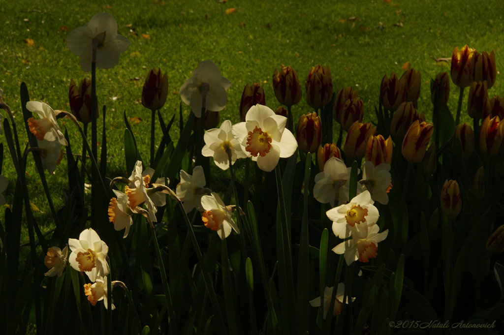 Album "Afbeelding zonder titel" | Fotografie afbeelding "Lente" door Natali Antonovich in Archief/Foto Voorraad.