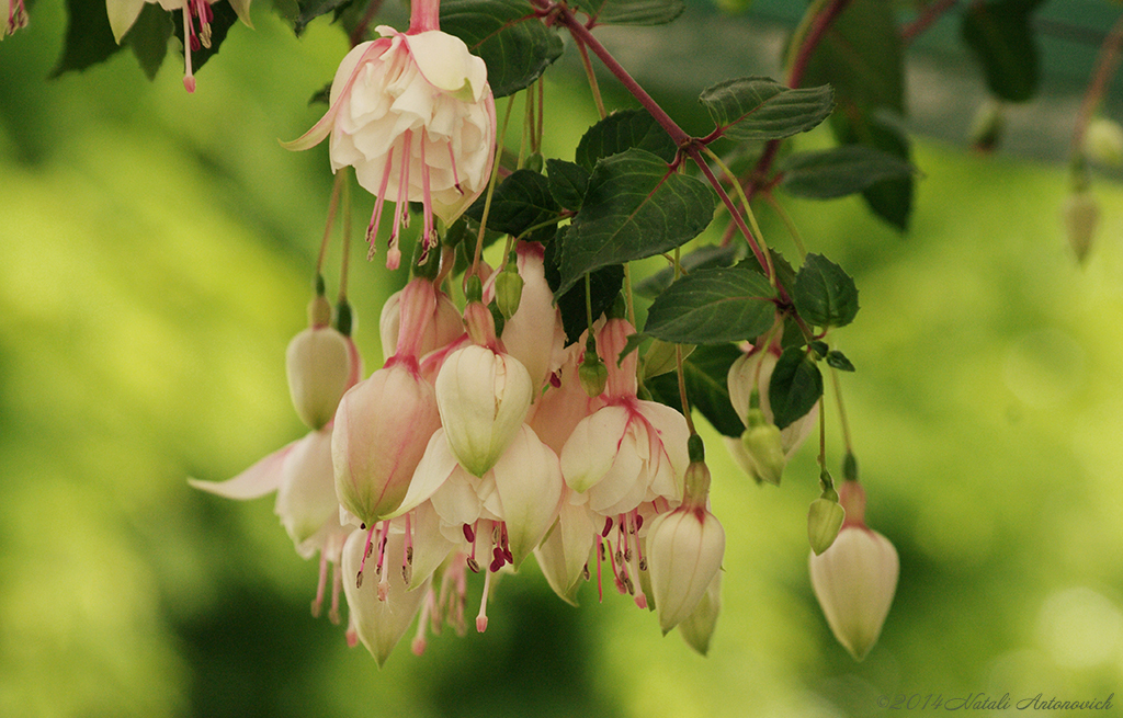 Album "Bild ohne Titel" | Fotografiebild "Blumen" von Natali Antonovich im Sammlung/Foto Lager.