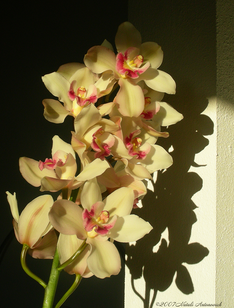 Album "Bild ohne Titel" | Fotografiebild "Orchideen" von Natali Antonovich im Sammlung/Foto Lager.