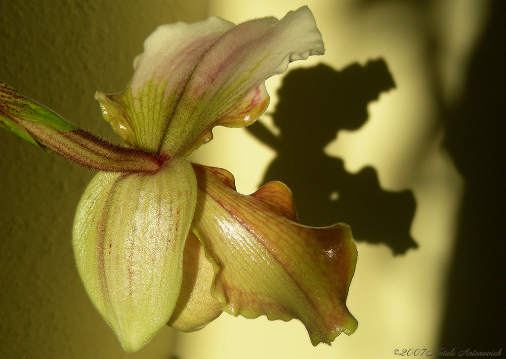 Album "Afbeelding zonder titel" | Fotografie afbeelding "Orchideeën" door Natali Antonovich in Archief/Foto Voorraad.