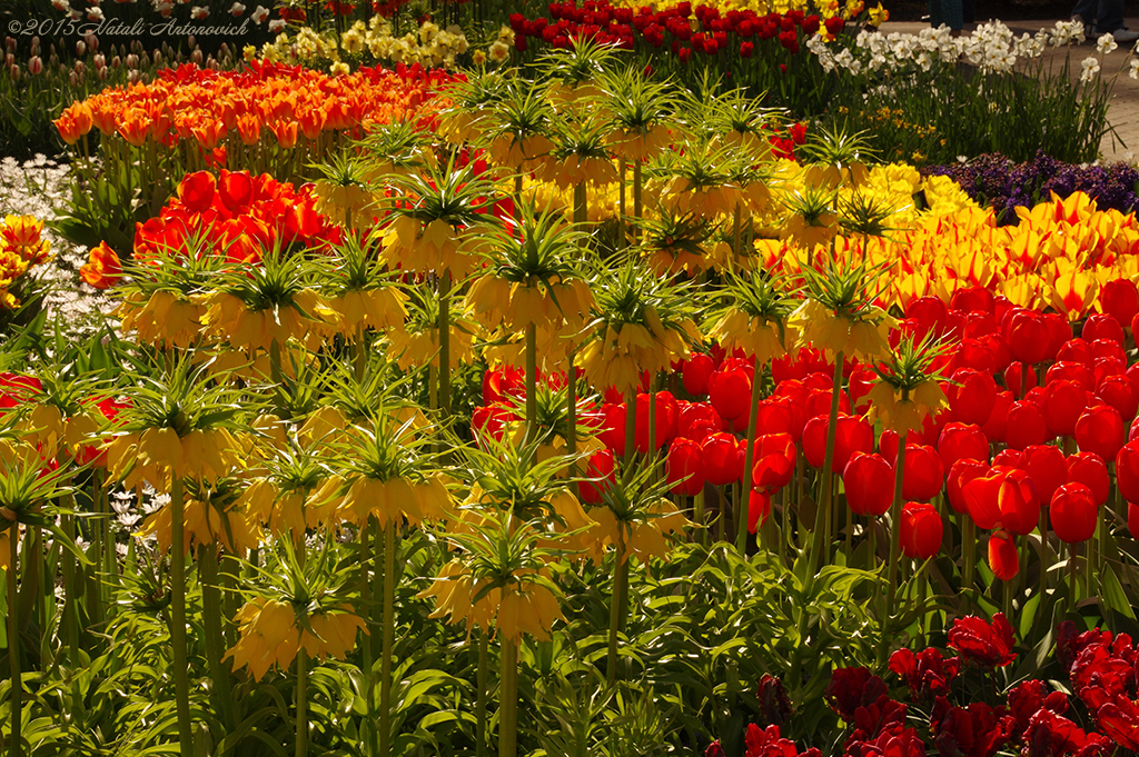 Album "Bild ohne Titel" | Fotografiebild "Blumen" von Natali Antonovich im Sammlung/Foto Lager.