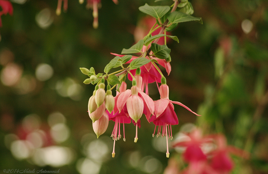 Album "Afbeelding zonder titel" | Fotografie afbeelding "Bloemen" door Natali Antonovich in Archief/Foto Voorraad.