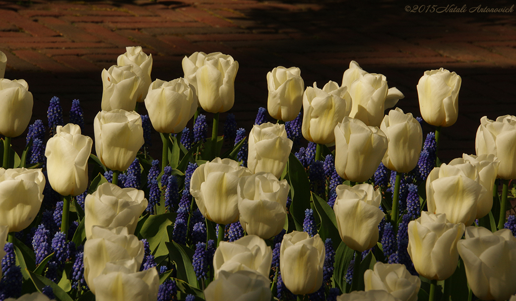 Album "Bild ohne Titel" | Fotografiebild "Blumen" von Natali Antonovich im Sammlung/Foto Lager.