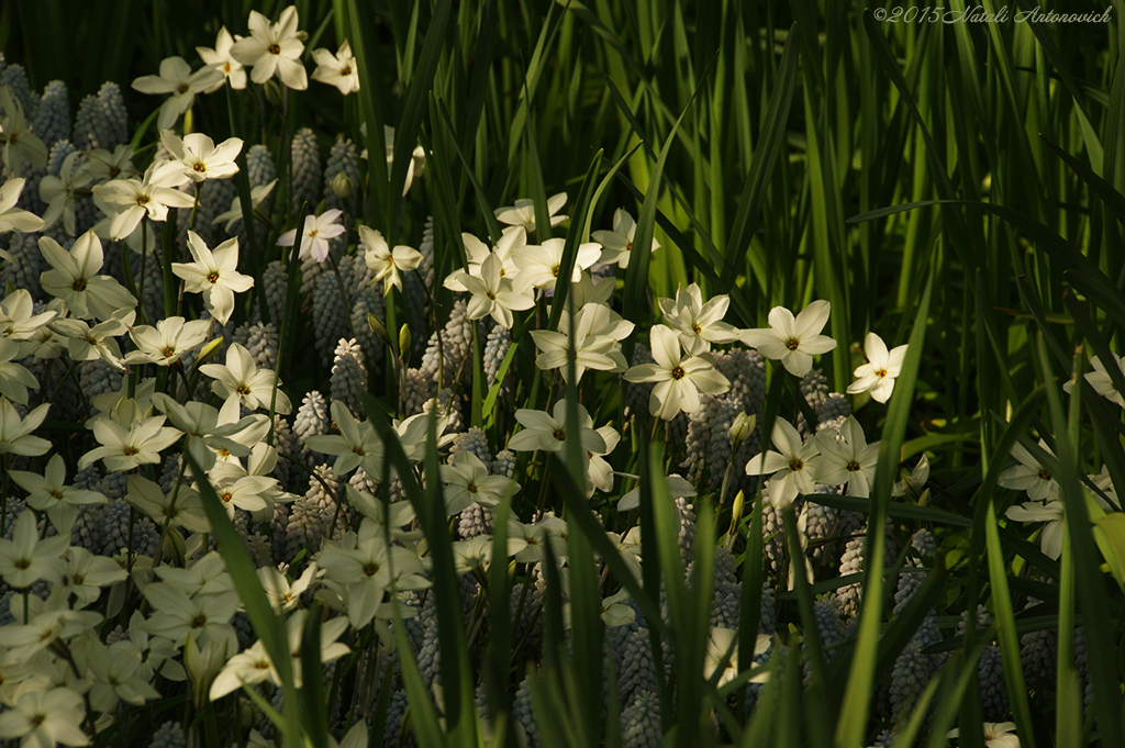 Album "Bild ohne Titel" | Fotografiebild "Blumen" von Natali Antonovich im Sammlung/Foto Lager.