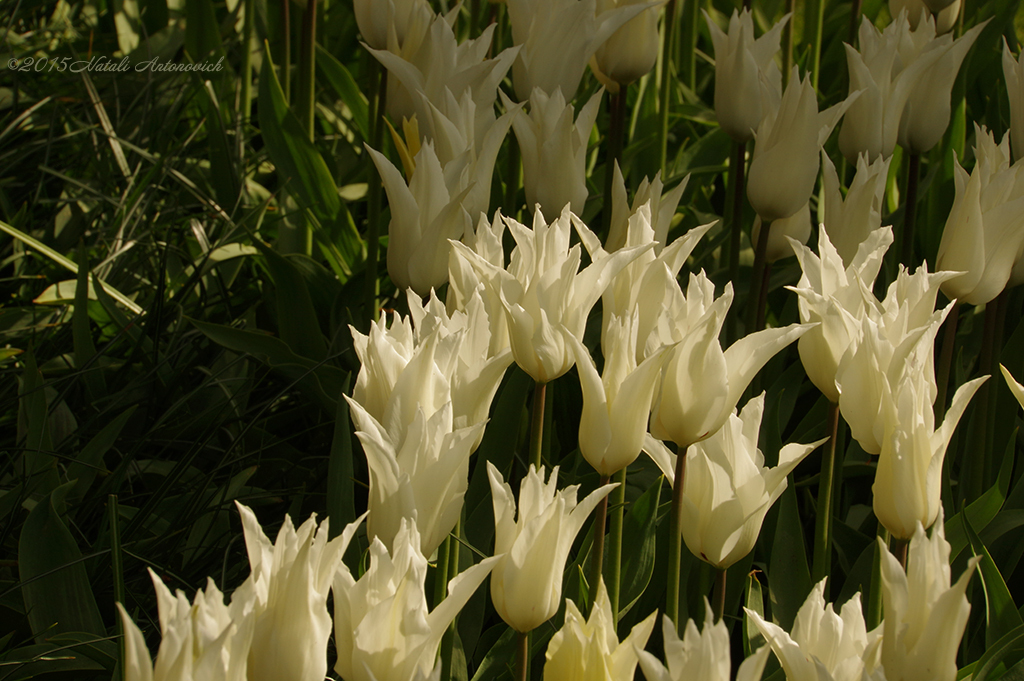 Album "Bild ohne Titel" | Fotografiebild "Blumen" von Natali Antonovich im Sammlung/Foto Lager.