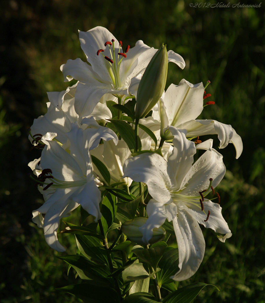 Album "Bild ohne Titel" | Fotografiebild "Blumen" von Natali Antonovich im Sammlung/Foto Lager.