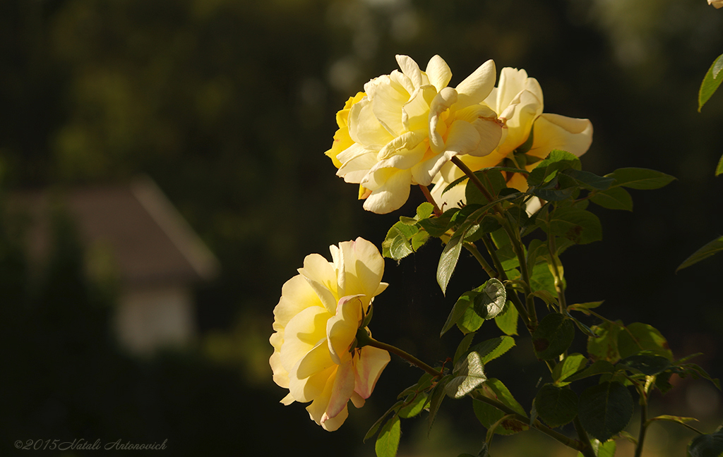 Album  "Image without title" | Photography image "Flowers" by Natali Antonovich in Photostock.