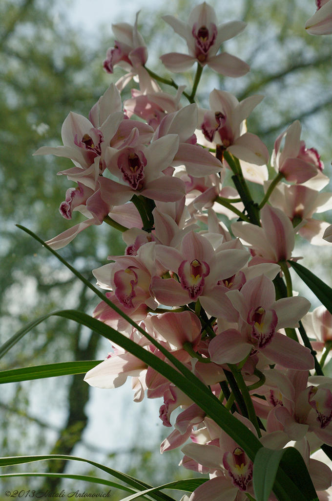 Album "Bild ohne Titel" | Fotografiebild "Blumen" von Natali Antonovich im Sammlung/Foto Lager.