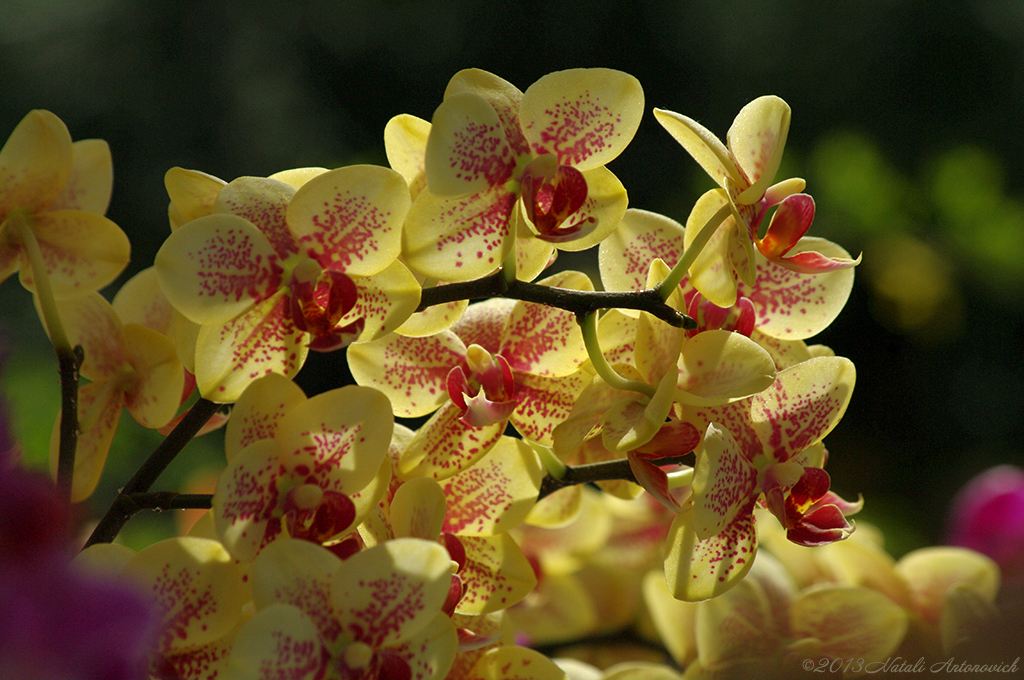 Album "Afbeelding zonder titel" | Fotografie afbeelding "Orchideeën" door Natali Antonovich in Archief/Foto Voorraad.