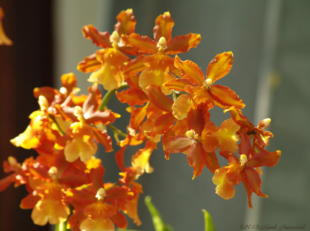 Album "Afbeelding zonder titel" | Fotografie afbeelding "Orchideeën" door Natali Antonovich in Archief/Foto Voorraad.