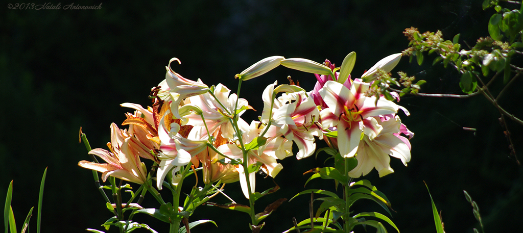 Album "Bild ohne Titel" | Fotografiebild "Blumen" von Natali Antonovich im Sammlung/Foto Lager.