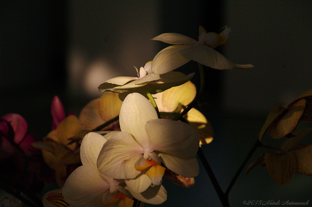 Альбом "Изображение без названия" | Фотография "Орхидеи" от Натали Антонович в Архиве/Банке Фотографий