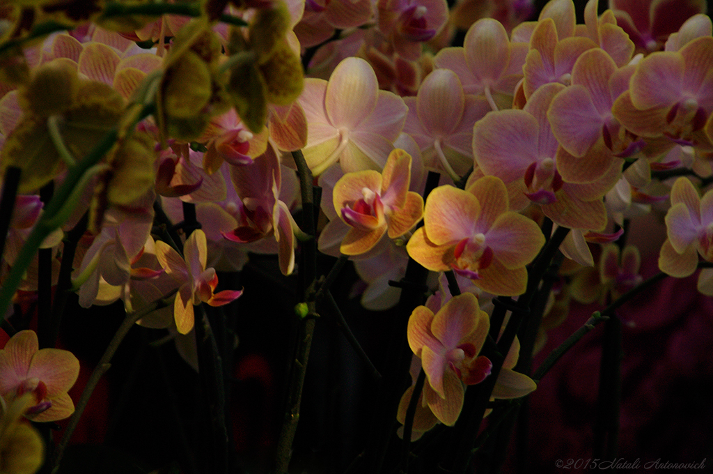 Album  "Image without title" | Photography image "Orchids" by Natali Antonovich in Photostock.