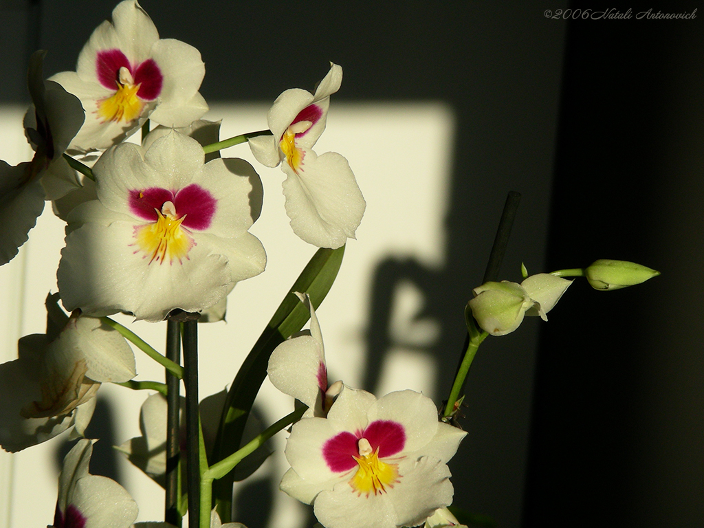 Album  "Image without title" | Photography image "Orchids" by Natali Antonovich in Photostock.