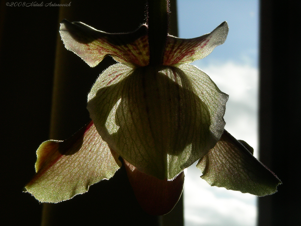 Album "Image sans titre" | Image de photographie "Orchidées" de Natali Antonovich en photostock.