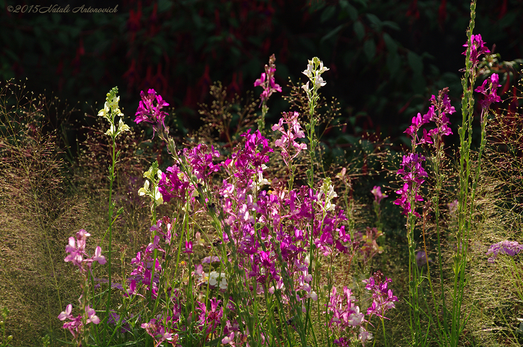 Album "Bild ohne Titel" | Fotografiebild "Blumen" von Natali Antonovich im Sammlung/Foto Lager.