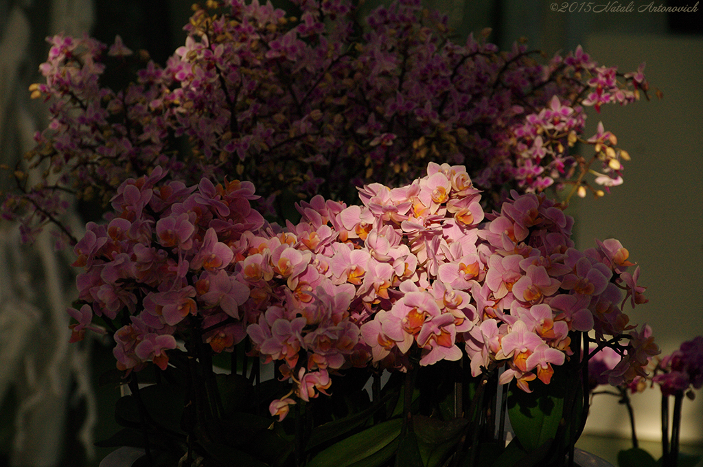 Album "Bild ohne Titel" | Fotografiebild "Blumen" von Natali Antonovich im Sammlung/Foto Lager.