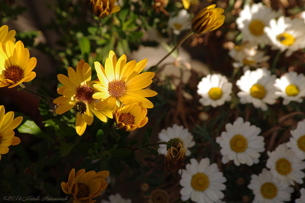 Album "Bild ohne Titel" | Fotografiebild "Blumen" von Natali Antonovich im Sammlung/Foto Lager.