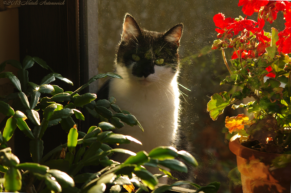 Image de photographie "Image sans titre" de Natali Antonovich | Photostock.