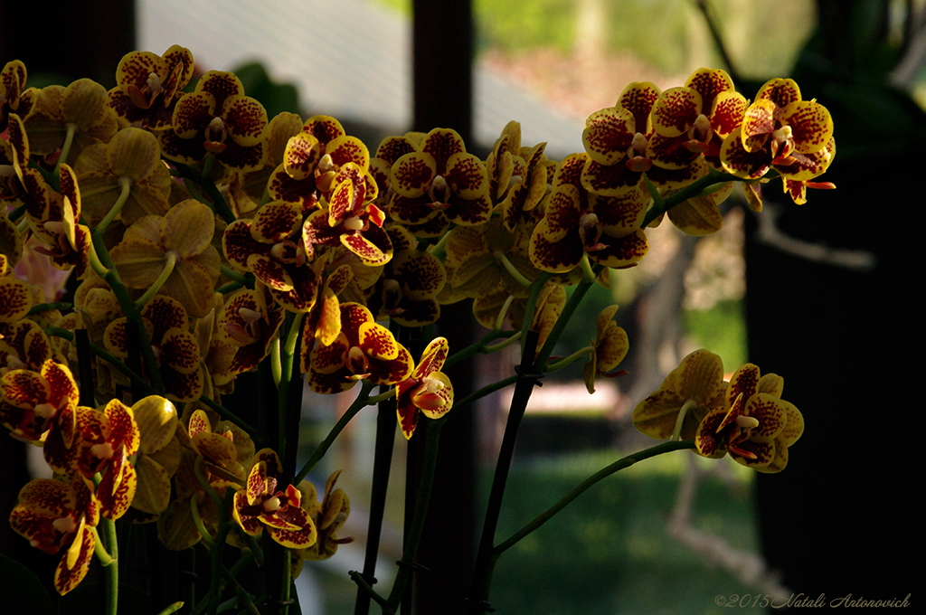 Album  "Image without title" | Photography image "Orchids" by Natali Antonovich in Photostock.