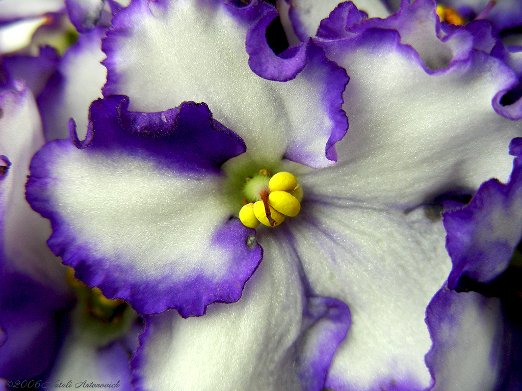 Album "Bild ohne Titel" | Fotografiebild "Blumen" von Natali Antonovich im Sammlung/Foto Lager.